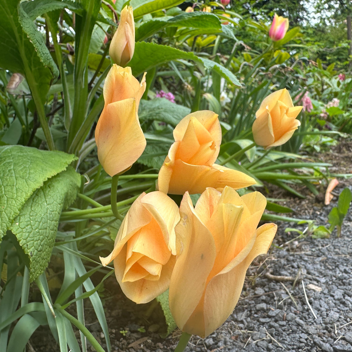 Tulipa linifolia 'Bronze Charm' - líntúlipani