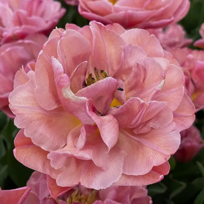 Tulipa 'Beachberry'® - túlipani