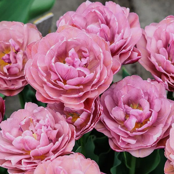 Tulipa 'Beachberry'® - túlipani