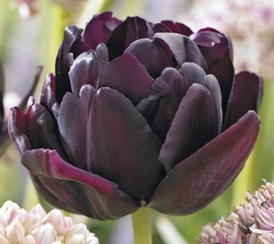 Tulipa 'Black Hero' - túlipani
