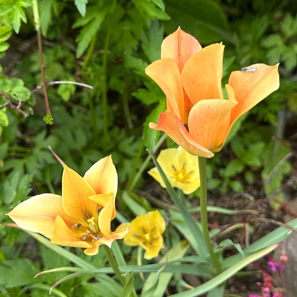 Tulipa linifolia 'Bronze Charm' - líntúlipani