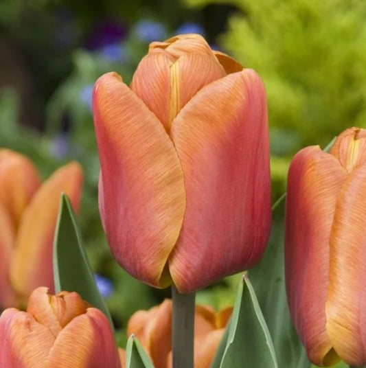 Tulipa 'Brown Sugar' - túlipani