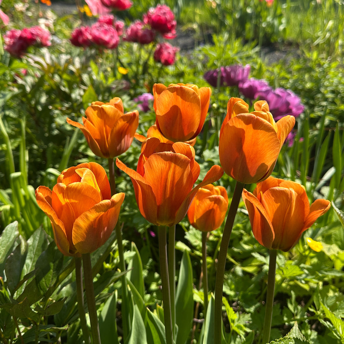 Tulipa 'Cairo' - túlipani