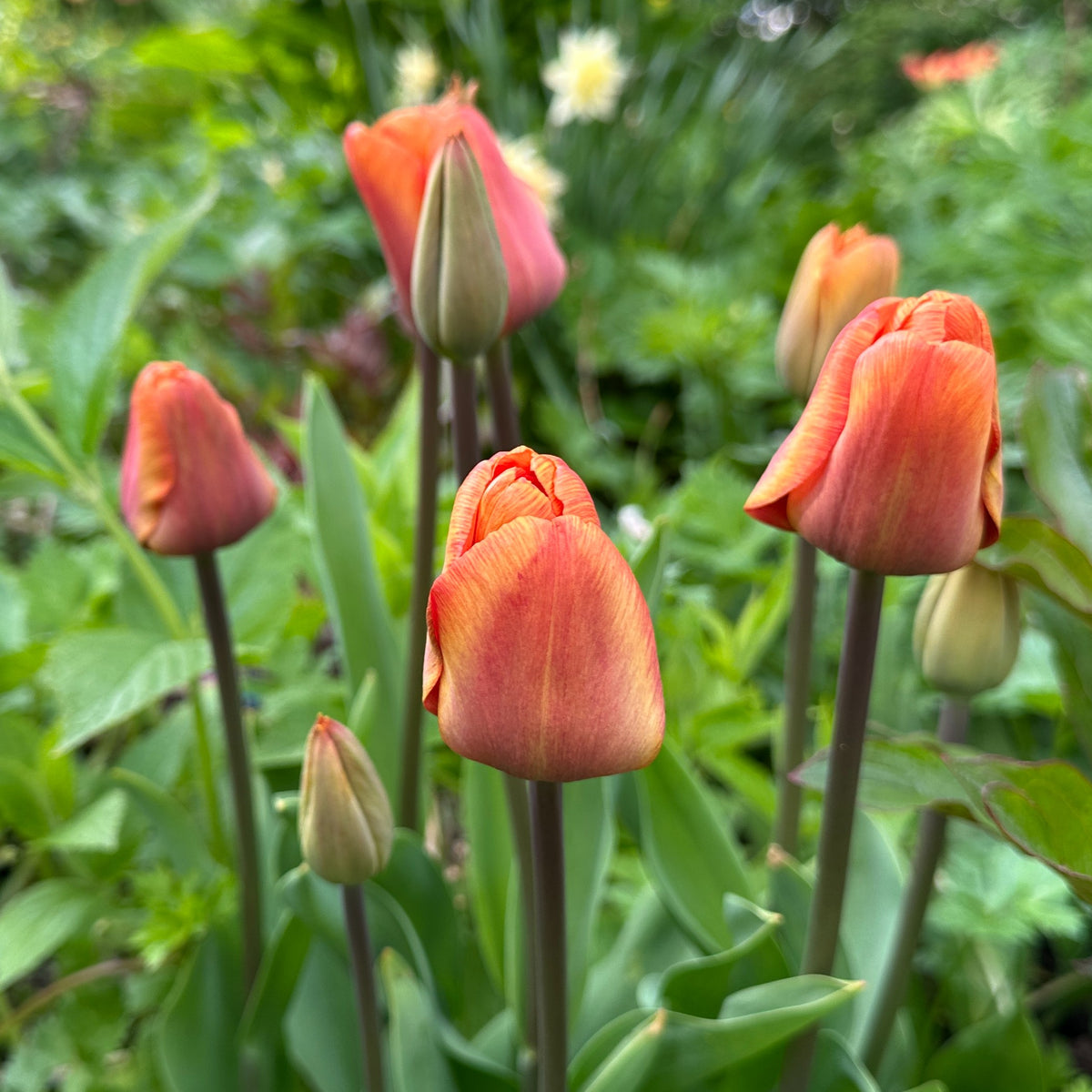 Tulipa 'Cairo' - túlipani