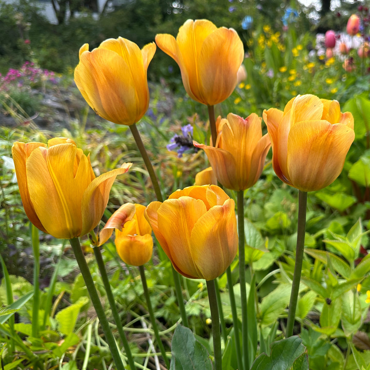 Tulipa 'Cairo' - túlipani