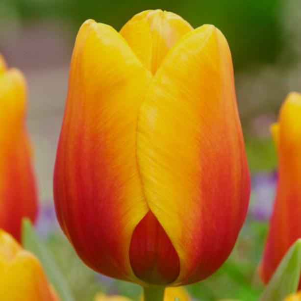 Tulipa 'Cash'® - túlipani