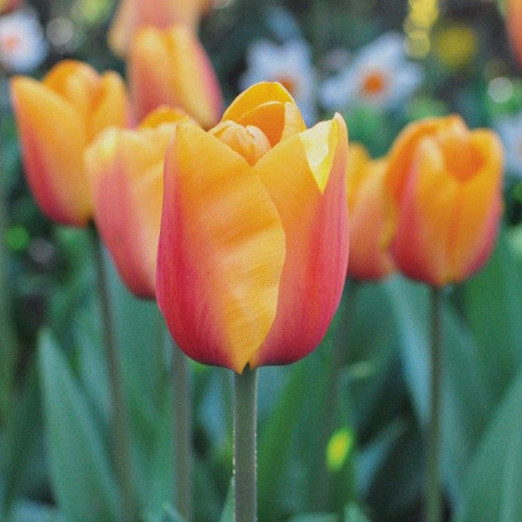 Tulipa 'Cash'® - túlipani