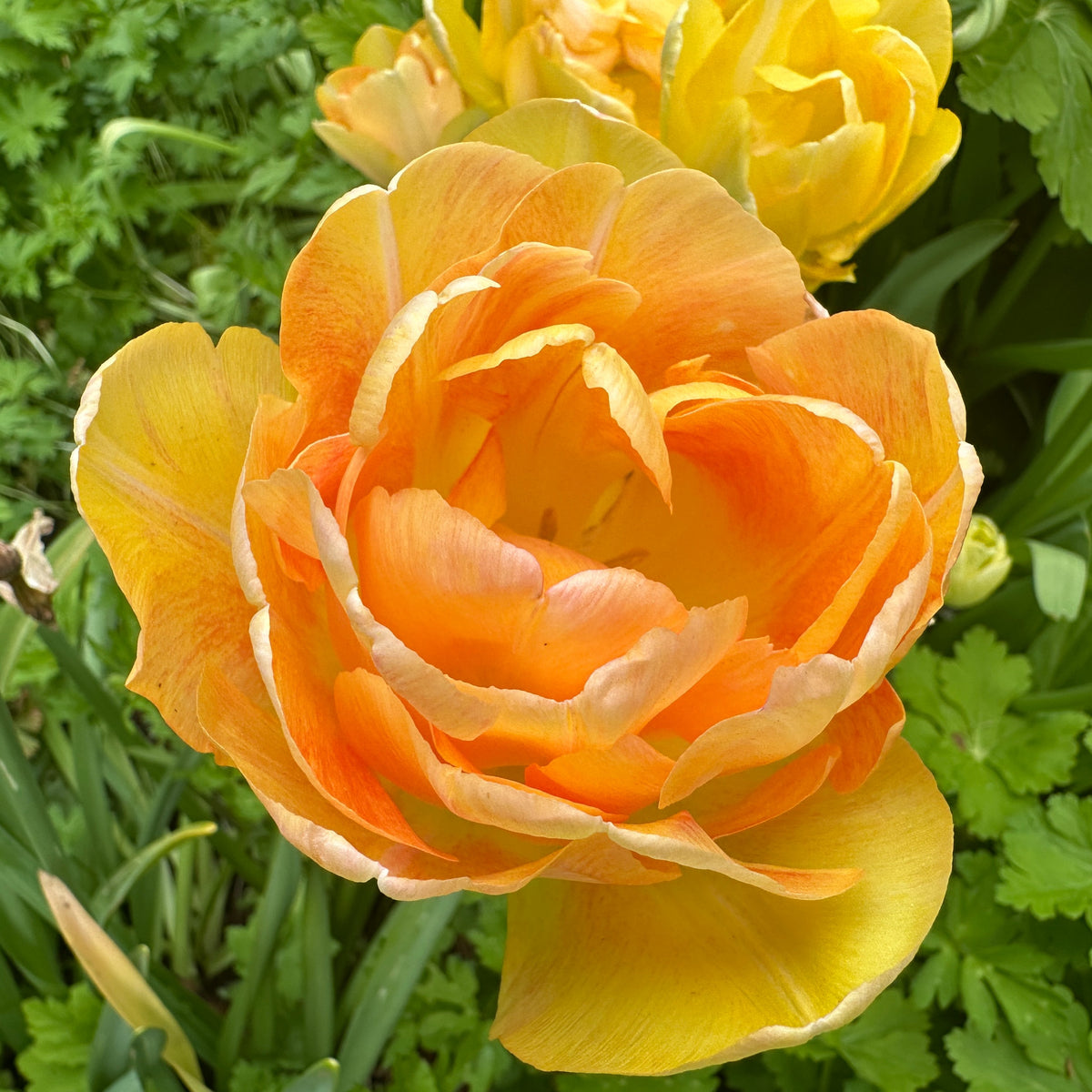 Tulipa 'Charming Beauty'® - túlipani
