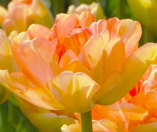 Tulipa 'Charming Beauty' - túlipani