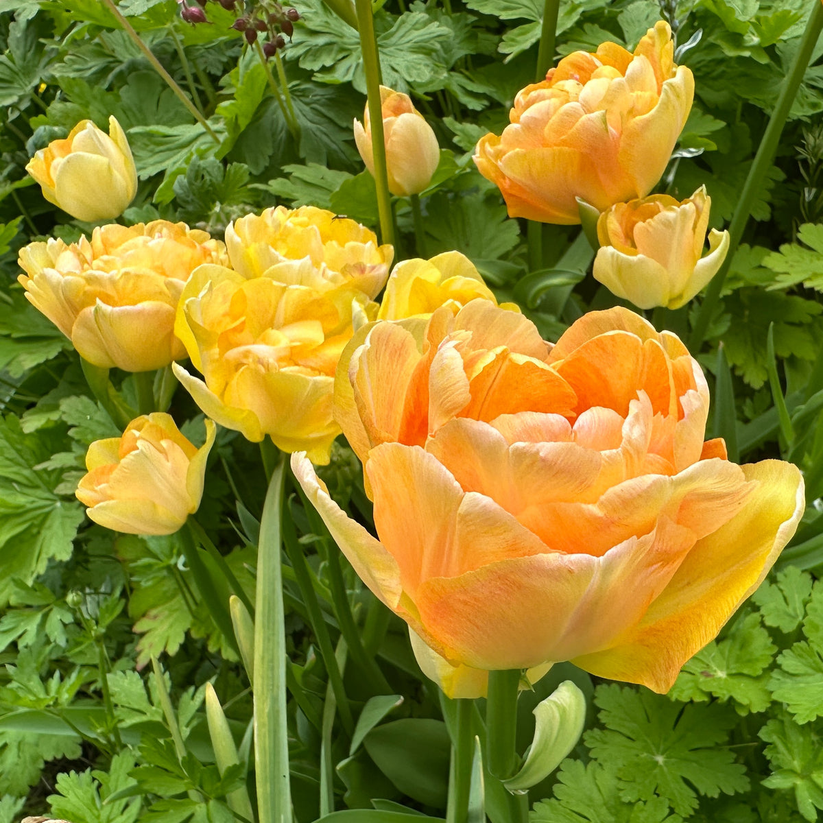Tulipa 'Charming Beauty'® - túlipani