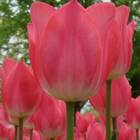 Tulipa 'Christmas Dream' - túlipani