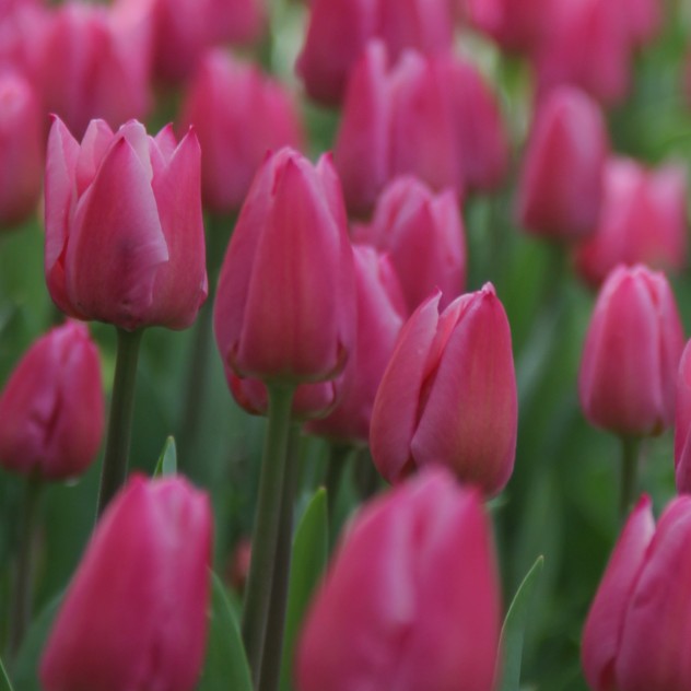 Tulipa 'Christmas Dream' - túlipani