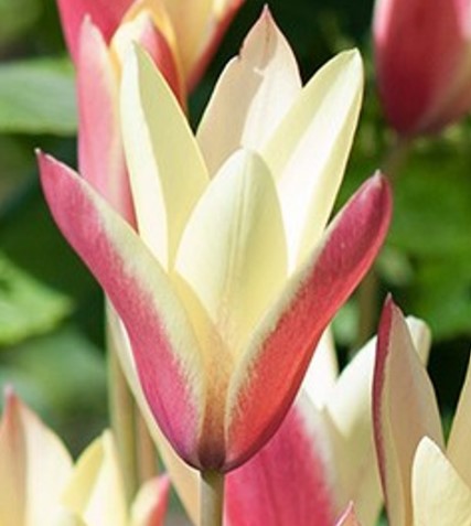 Tulipa clusiana 'Cynthia' - frúartúlipani