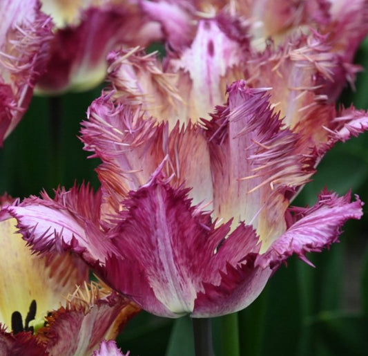 Tulipa 'Colour Fusion' - túlipani