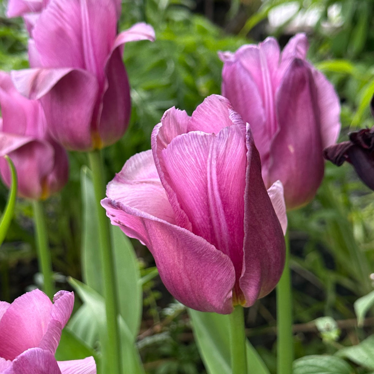 Tulipa 'Copex'® - túlipani