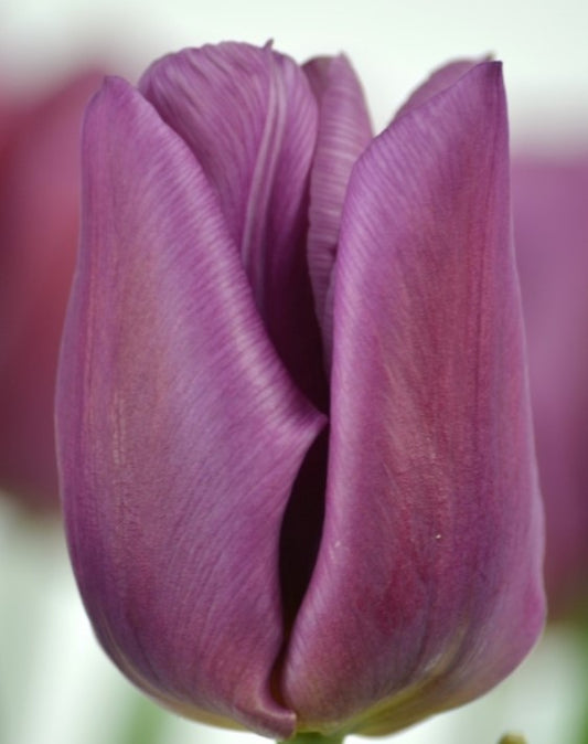 Tulipa 'Copex' - túlipani