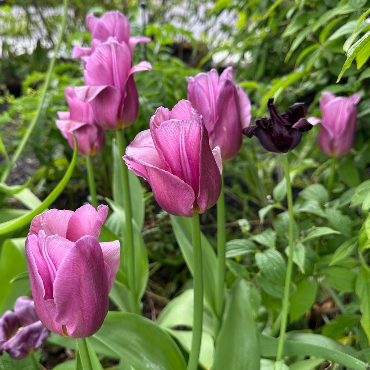 Tulipa 'Copex'® - túlipani