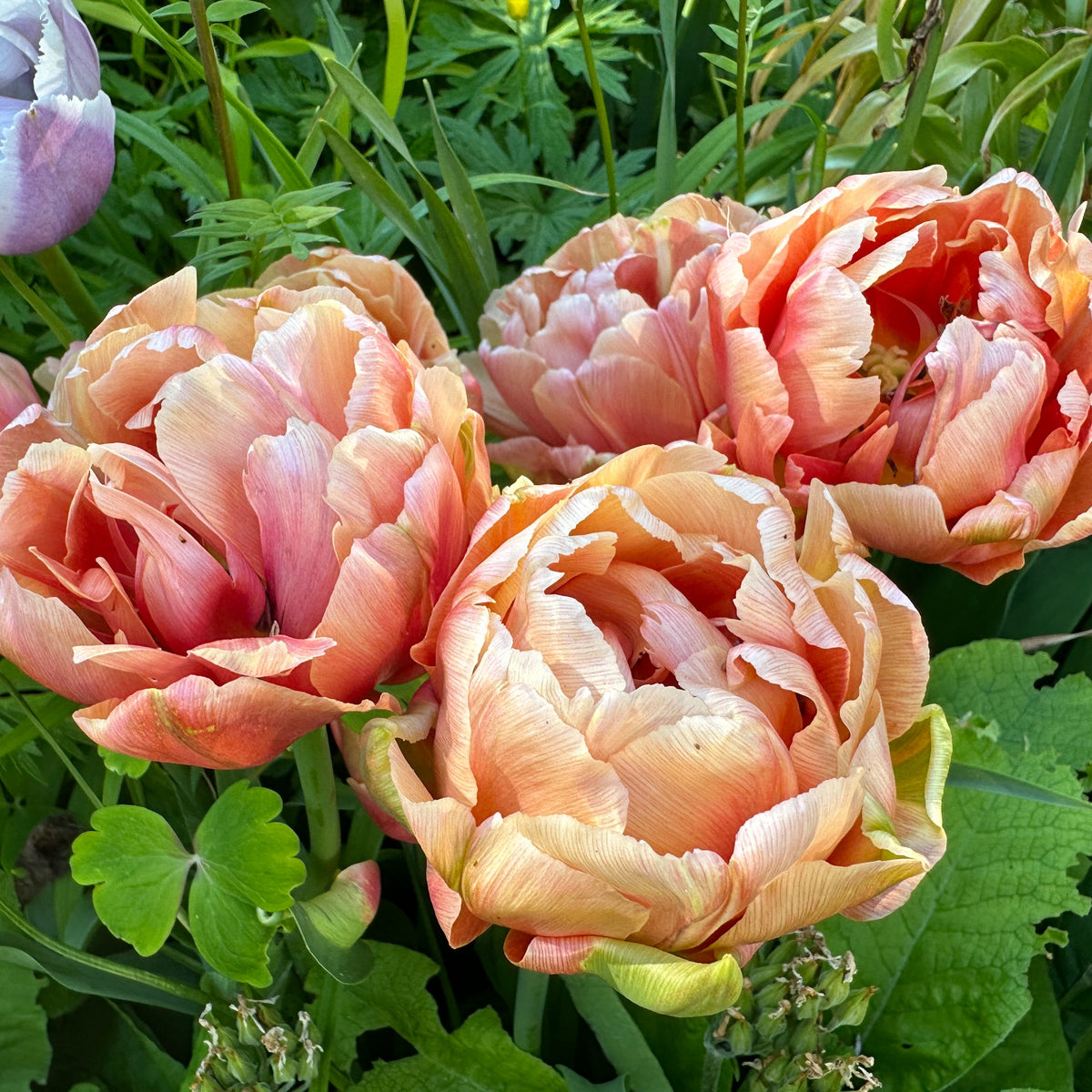 Tulipa 'Copper Image'® - túlipani