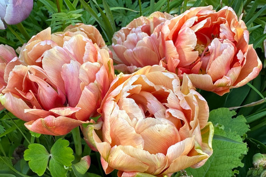 Tulipa 'Copper Image' - túlipani