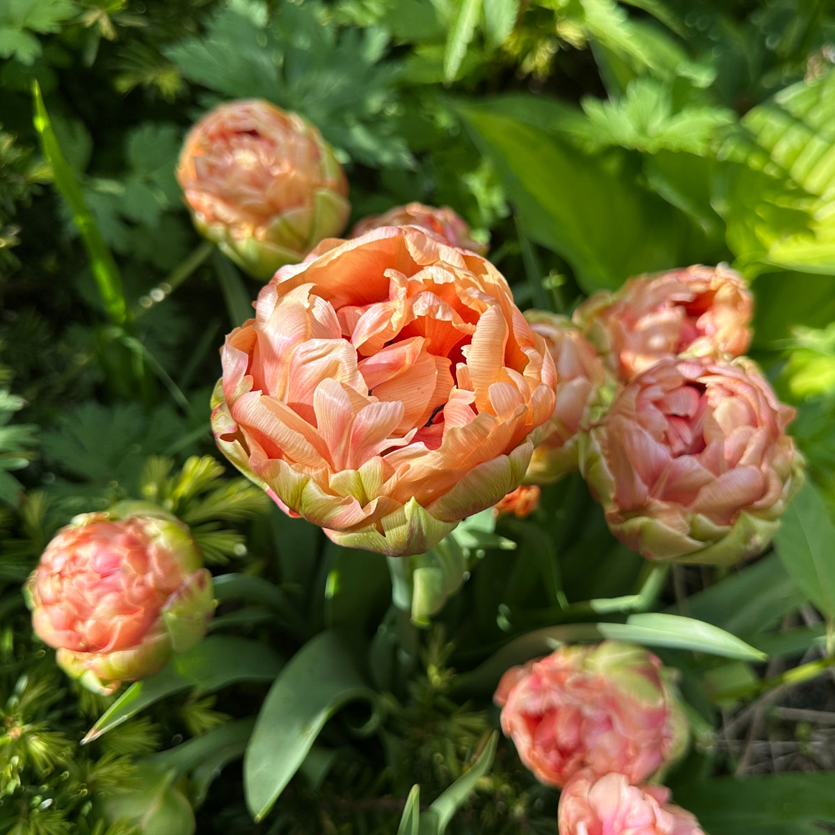 Tulipa 'Copper Image'® - túlipani