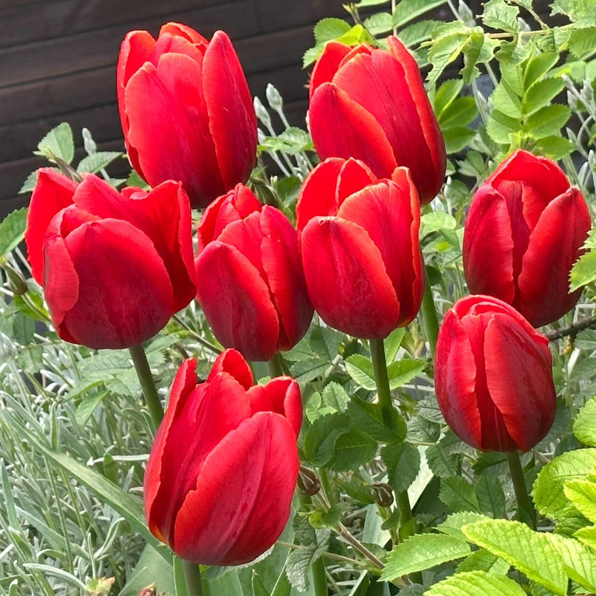 Tulipa 'Couleur Cardinal' - túlipani
