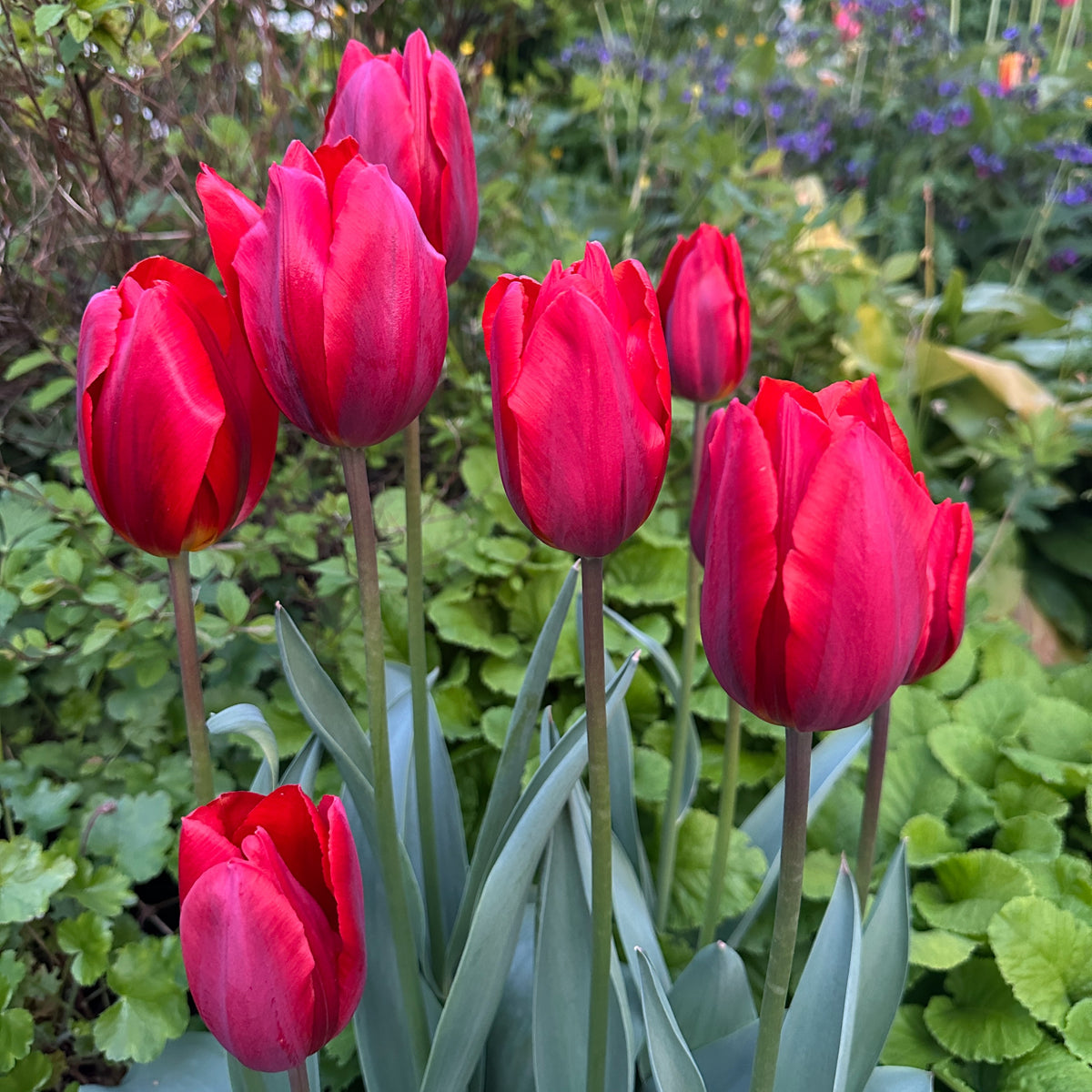 Tulipa 'Couleur Cardinal' - túlipani