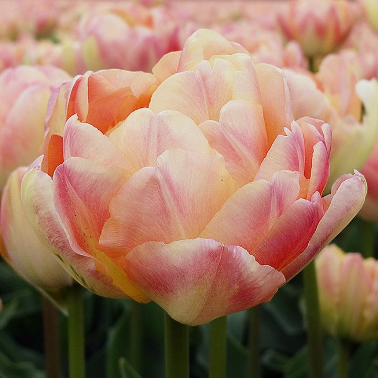 Tulipa 'Crème Upstar'® - túlipani