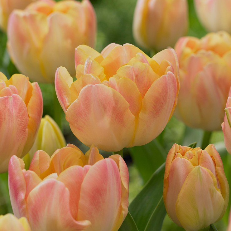 Tulipa 'Crème Upstar'® - túlipani
