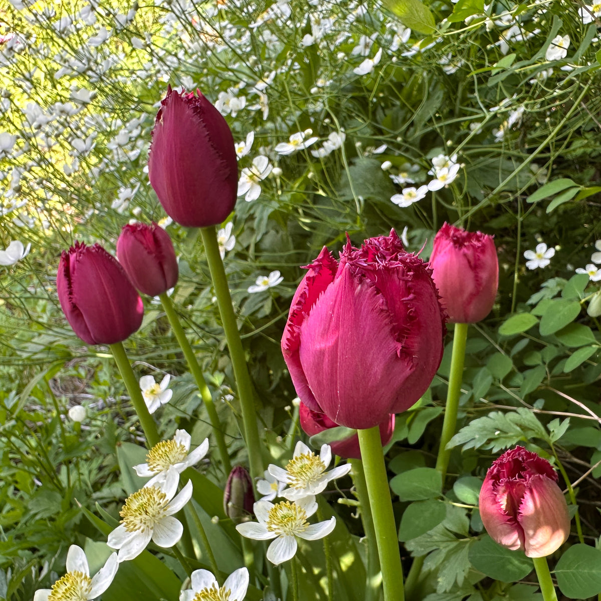 Tulipa 'Curly Sue'® - túlipani