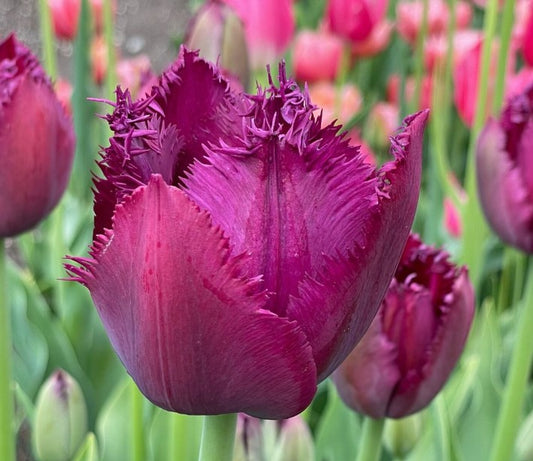 Tulipa 'Curly Sue' - túlipani