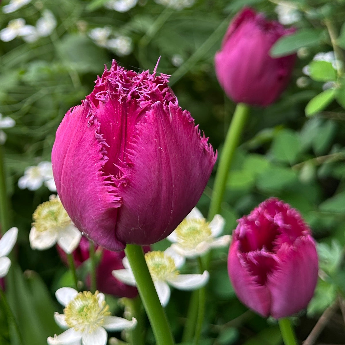 Tulipa 'Curly Sue'® - túlipani