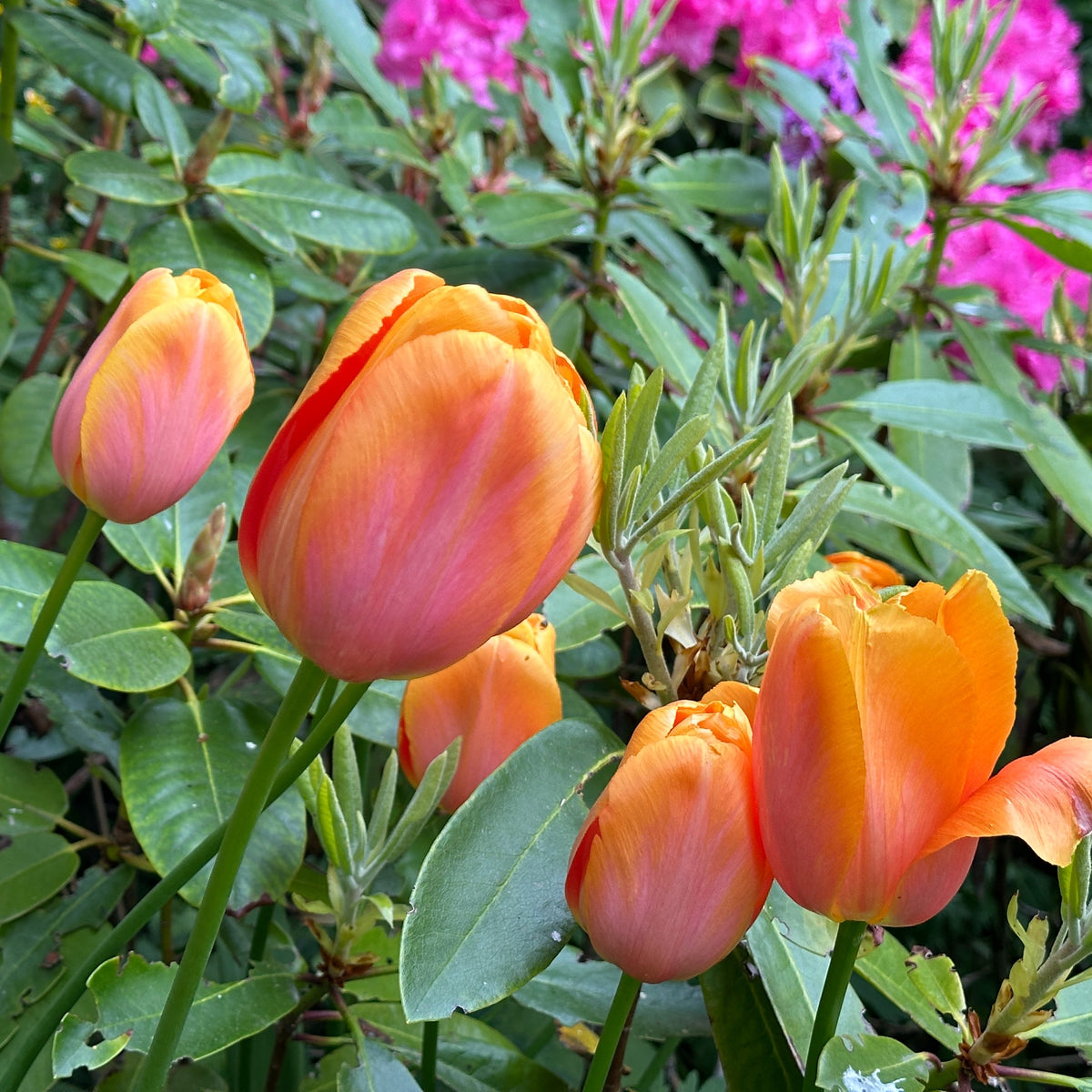 Tulipa 'Dordogne' - túlipani