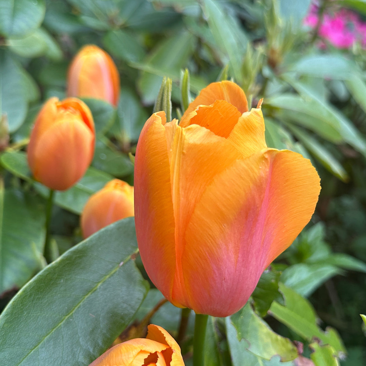 Tulipa 'Dordogne' - túlipani