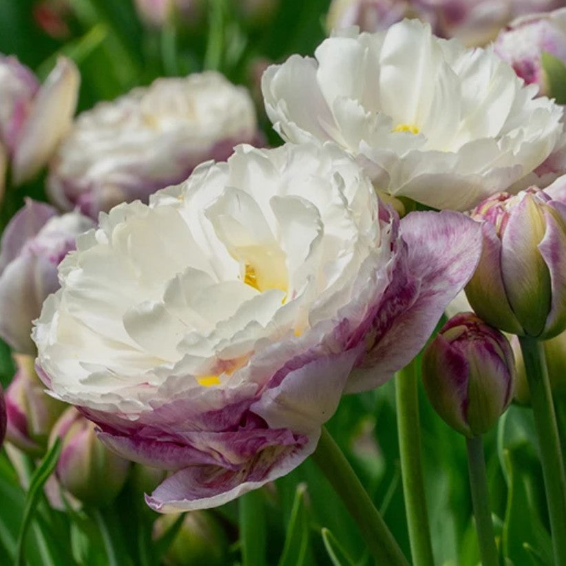 Tulipa 'Double Surprise' - túlipani