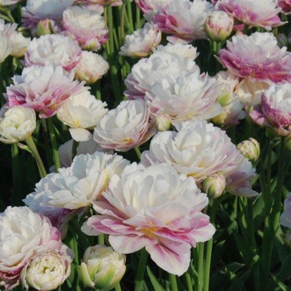 Tulipa 'Double Surprise' - túlipani