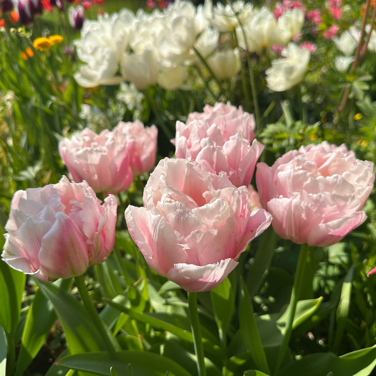 Tulipa 'Dreamer' - túlipani