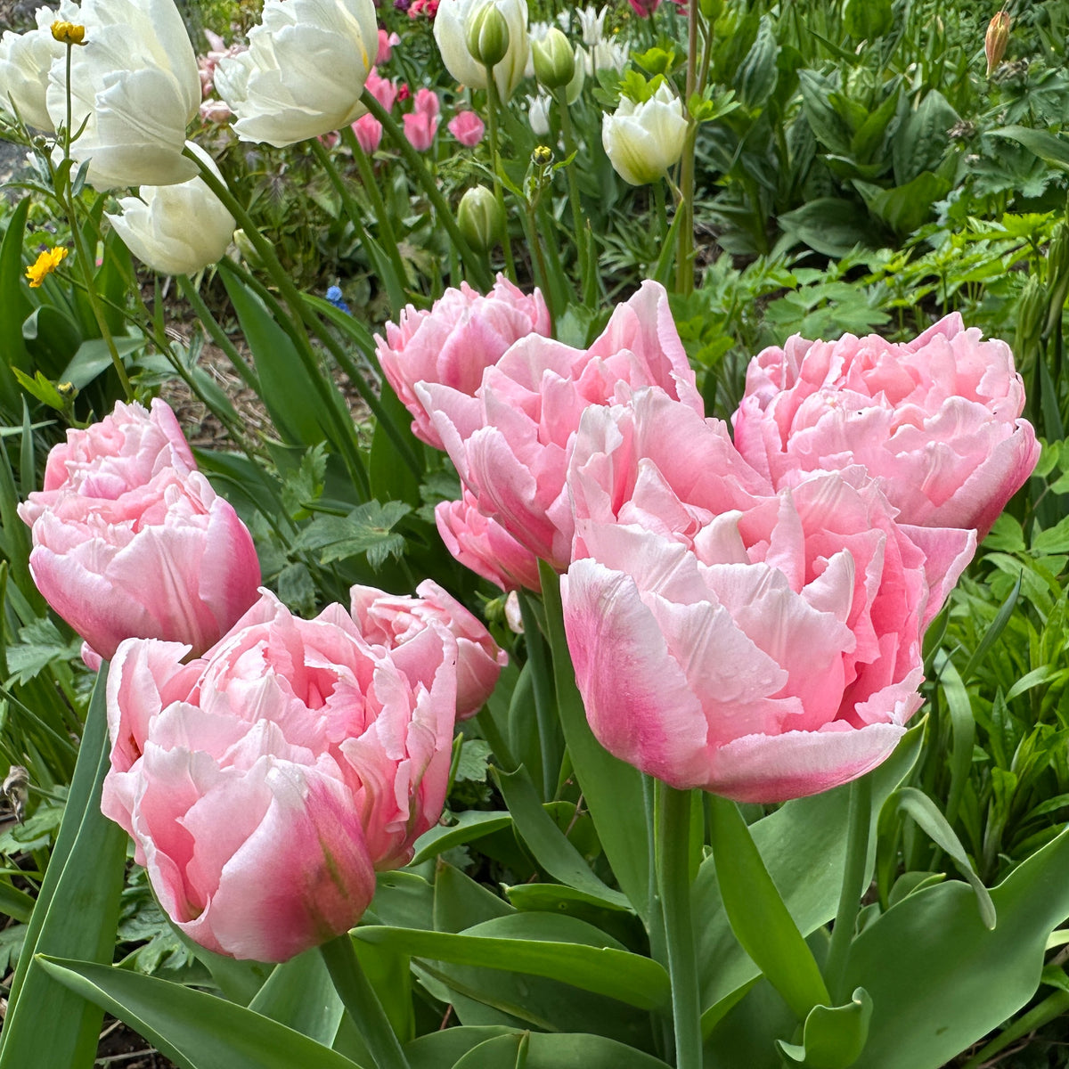 Tulipa 'Dreamer' - túlipani
