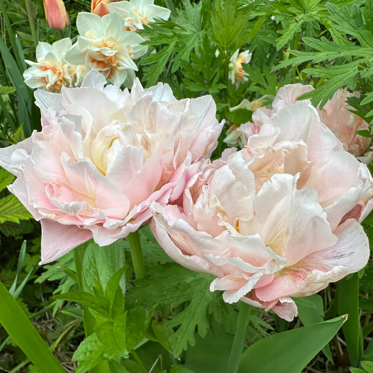Tulipa 'Dreamer' - túlipani