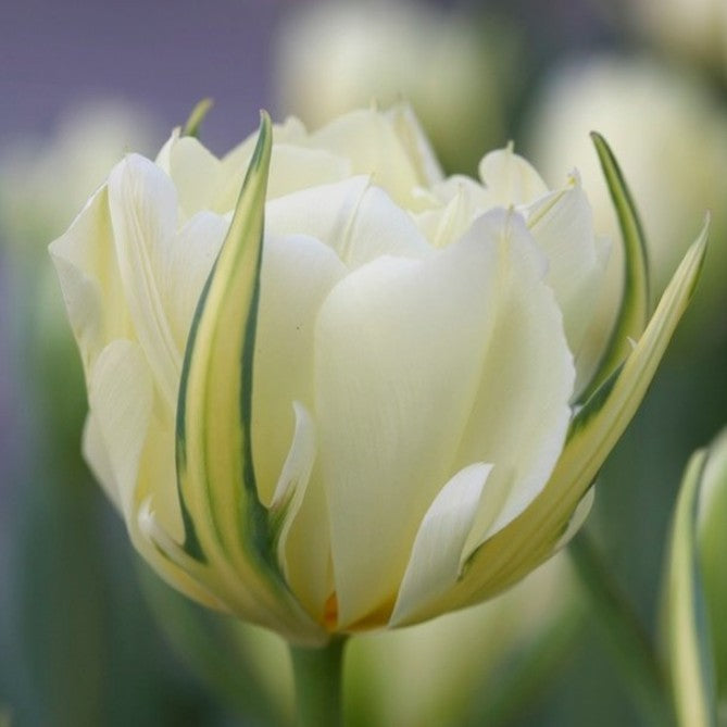 Tulipa fosteriana 'Exotic Emperor' - eldtúlipani
