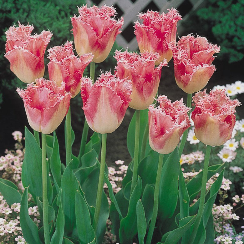 Tulipa 'Fancy Frills'® - túlipani
