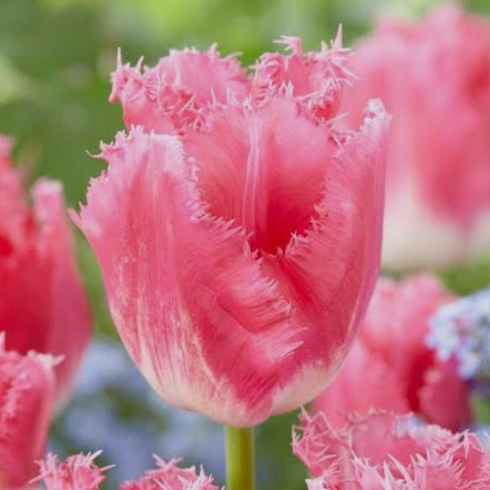 Tulipa 'Fancy Frills'® - túlipani