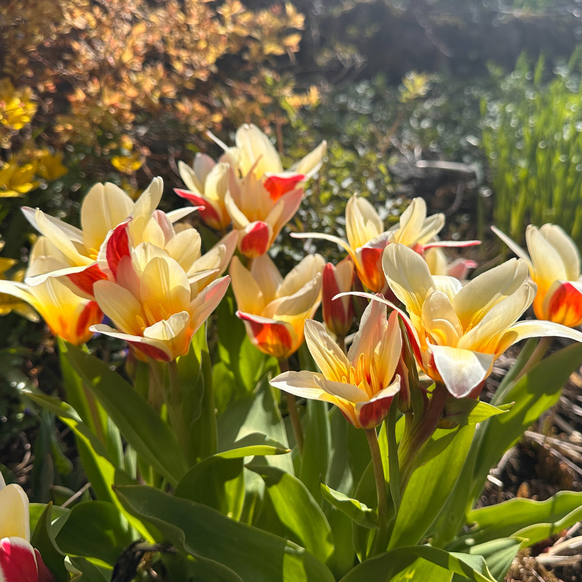 Tulipa 'Floresta'® - kaupmannatúlipani