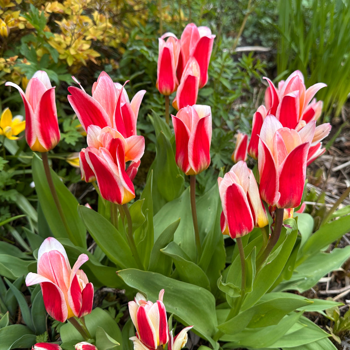 Tulipa 'Floresta'® - kaupmannatúlipani