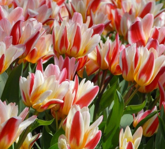 Tulipa 'Floresta' - kaupmannatúlipani