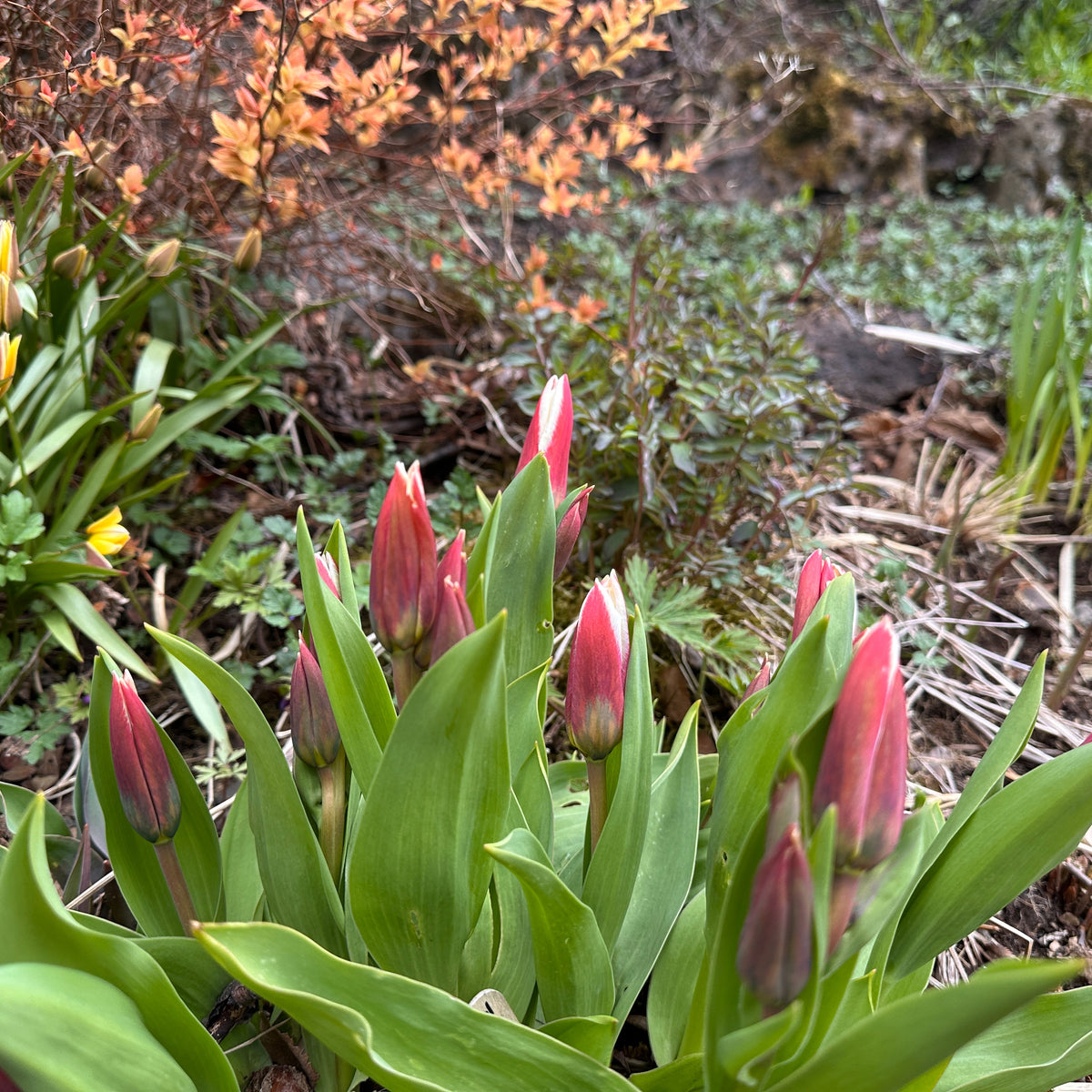 Tulipa 'Floresta'® - kaupmannatúlipani