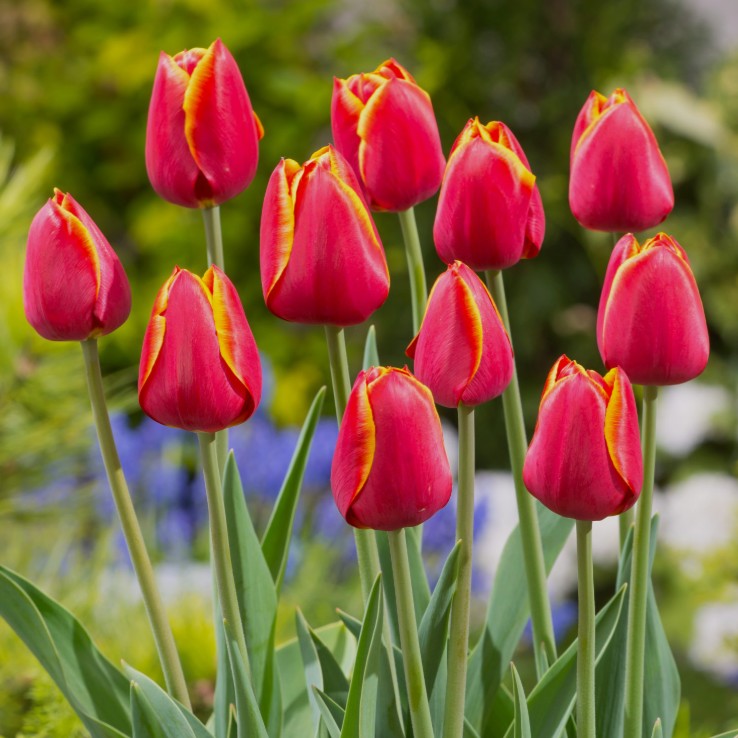 Tulipa 'Flying Dragon'® - túlipani