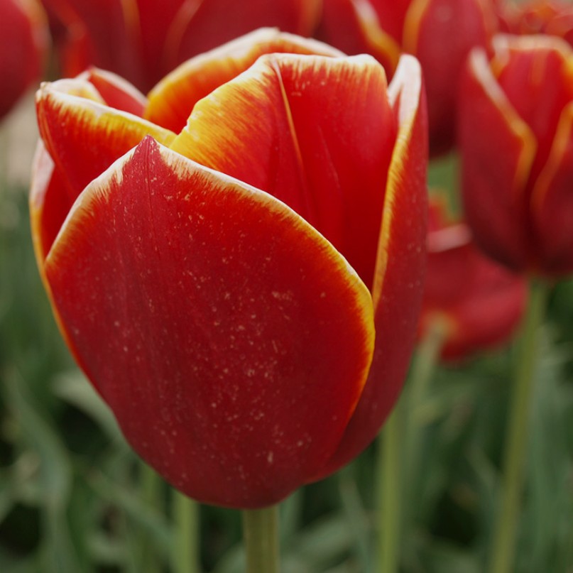 Tulipa 'Flying Dragon'® - túlipani