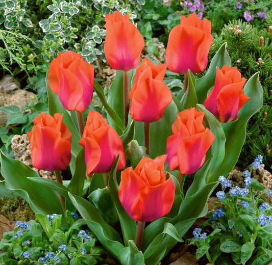 Tulipa 'Portland' - dílatúlipani