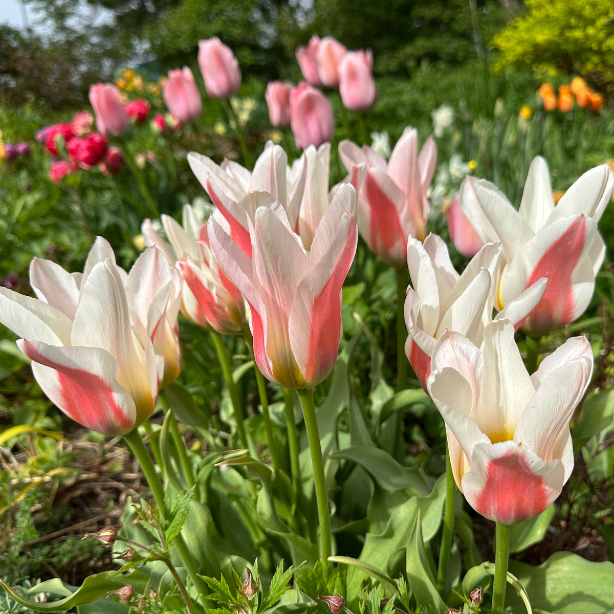 Tulipa greigii 'Serano' - dílatúlipani