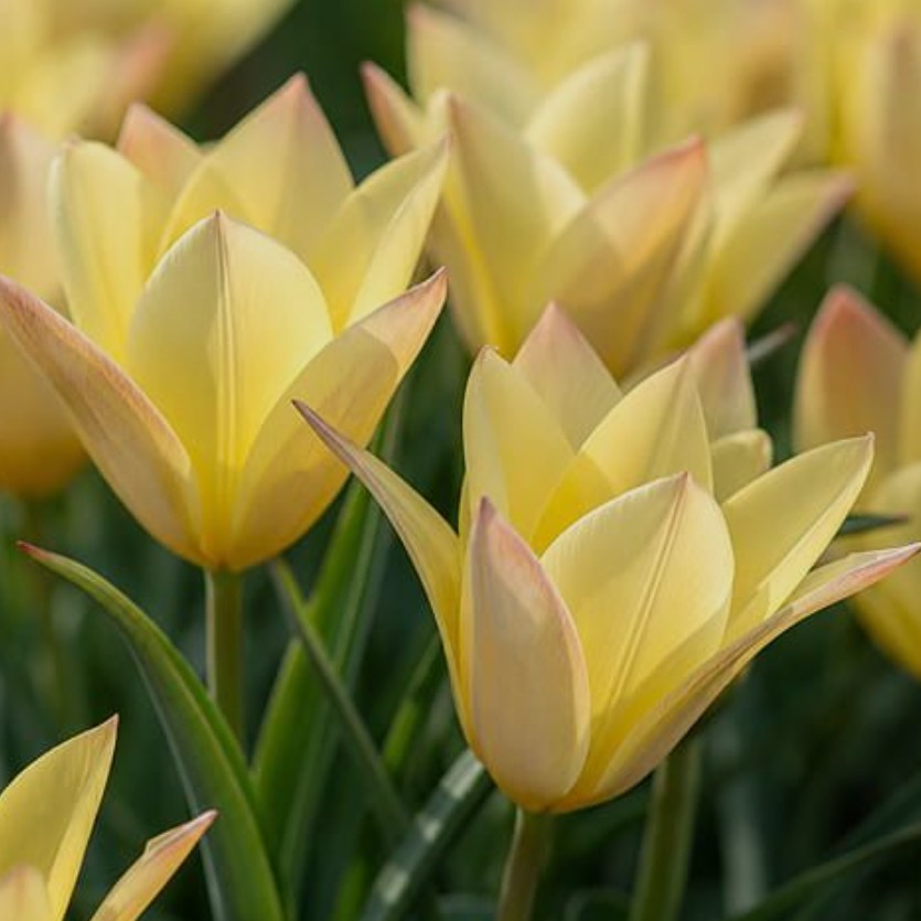 Tulipa linifolia 'Honky Tonk' -Líntúlipani